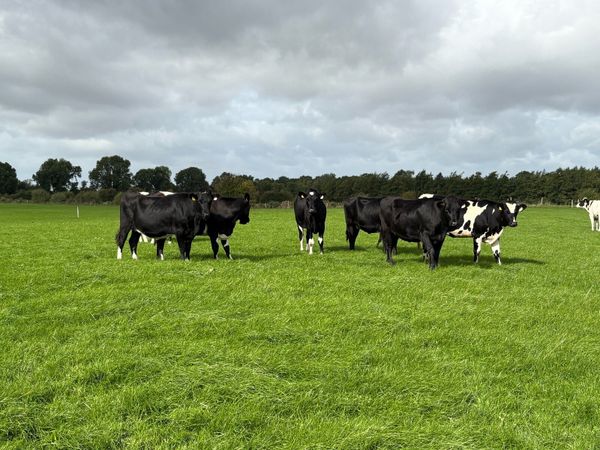In Calf Heifers - Main image