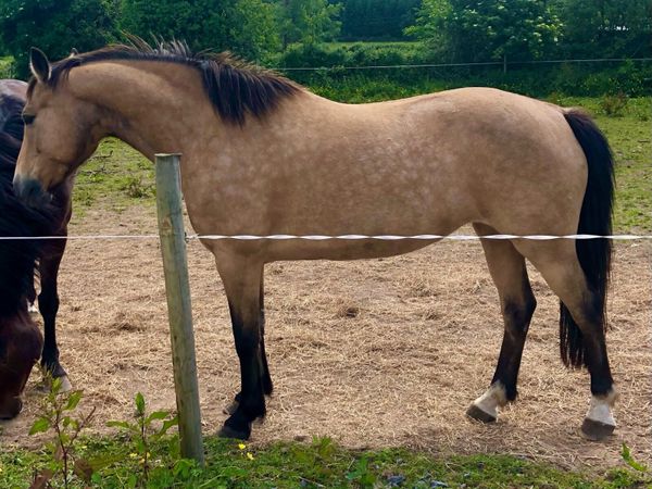 Westside mirah sports pony brood mare & foal - Main image