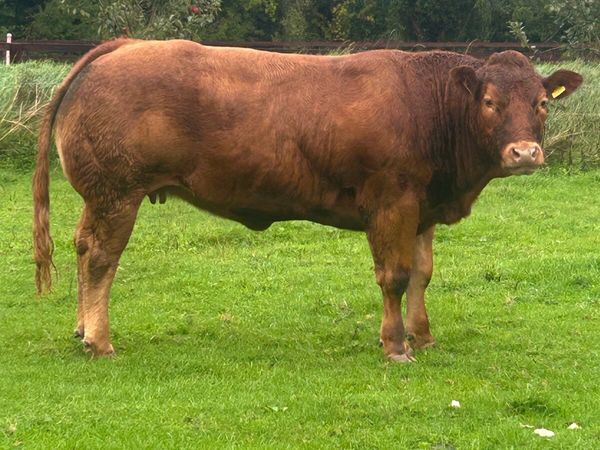 ⭐ show heifer ⭐ - Main image
