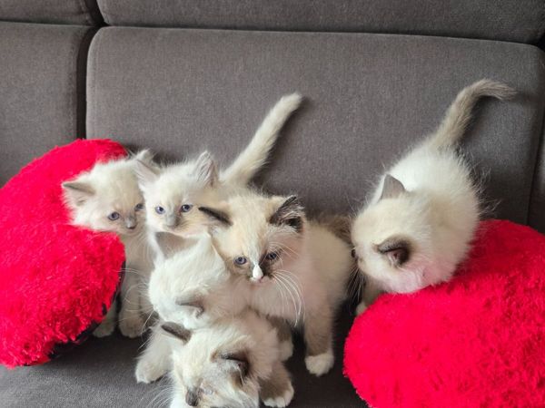 Purebred Ragdoll Kittens - Main image