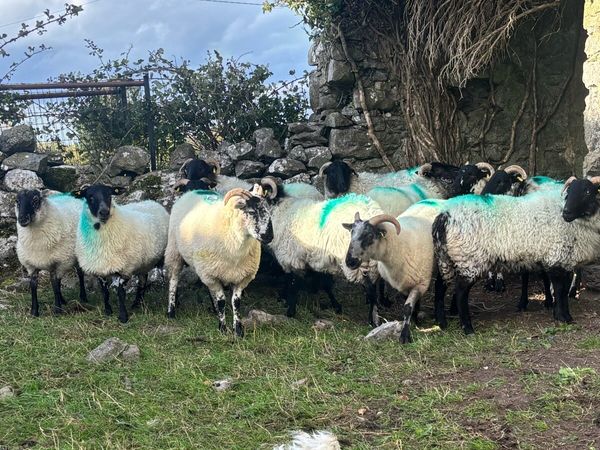 12 horned hogget ewes - Main image