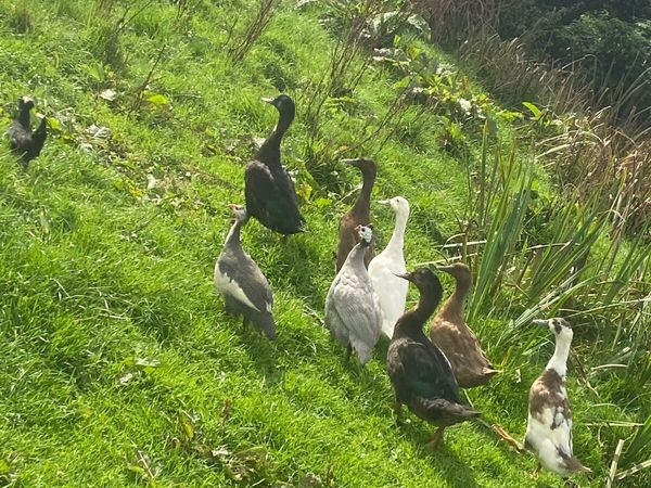 Ducks,laying hens, Guinea fowl, roosters A chicks - Main image