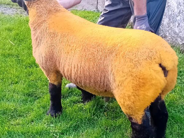 Pedigree Suffolk ram lamb - Main image