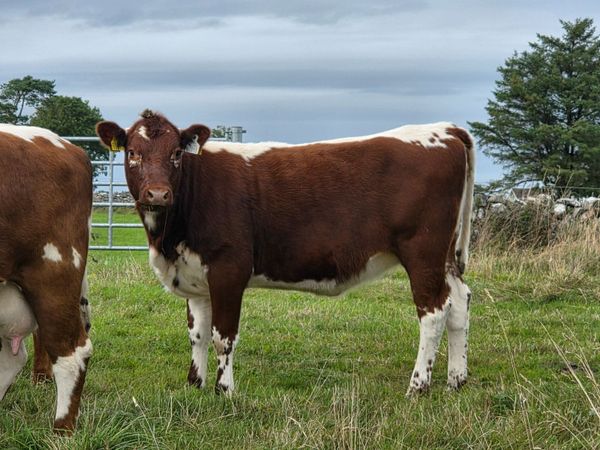 4 Pedigree Organic Irish Moiled Heifers for Sale - Main image