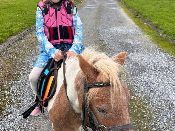 ☘️ Shetland pony for sale ☘️ - Main image