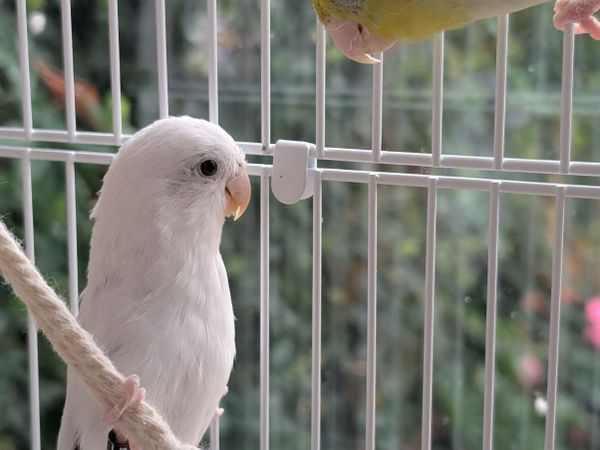 Birds and cages - Main image