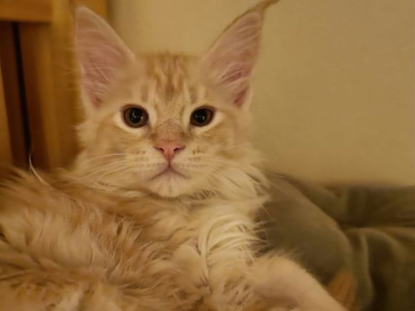 Maine Coon Indi (WCF registered) for sale. - Main image
