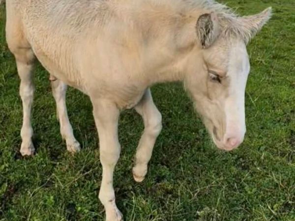 Palomino Colt - Main image