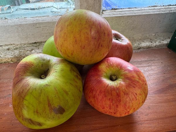 Cooking apples - Main image