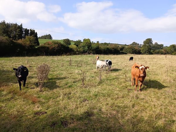Organic Cattle for sale - Main image