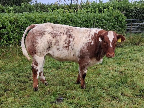 4⭐️ BBx Heifer - Main image