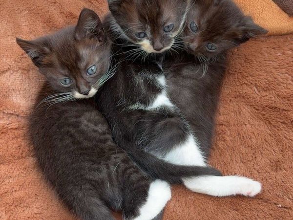 Kittens - Main image