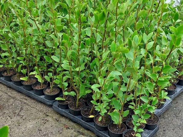 Griselinia Hedging  - 2ft - Main image