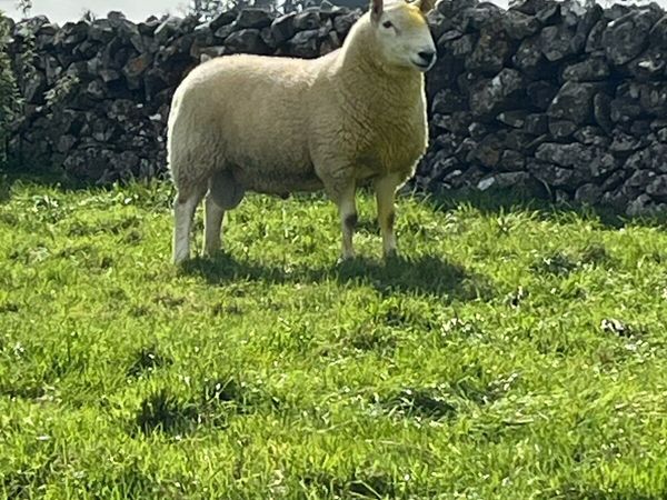 Cheviot hogget Ram - Main image