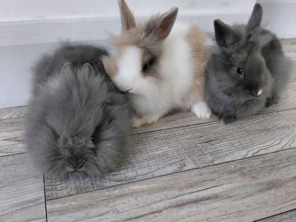 Baby Rabbits - Main image
