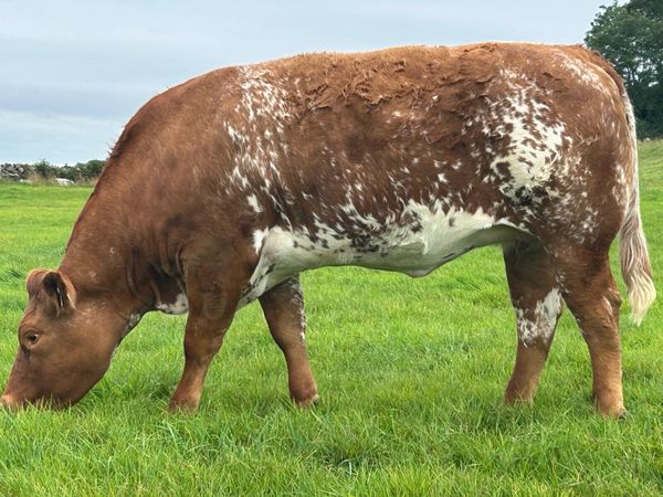 In Calf Heifers Oct 10th Ballinasloe Mart - Main image