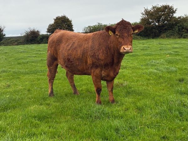 ⭐️5 star In Calf Limousin Heifers⭐️ - Main image