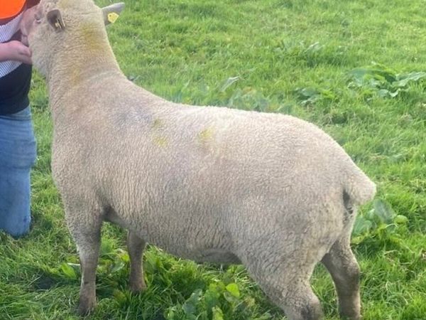 Pedigree registered Vendeen Ram SIS - Main image