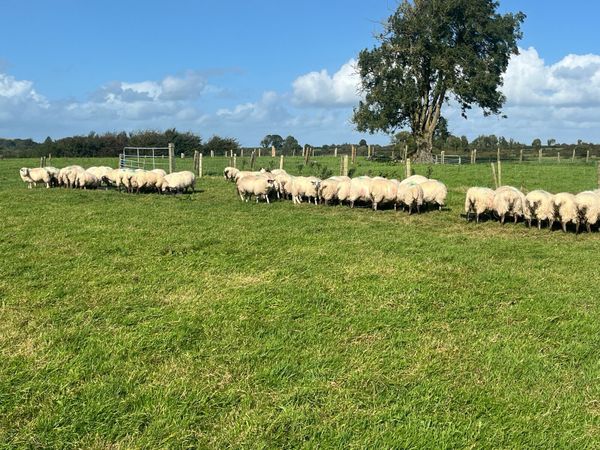 70 Store Lambs - Main image