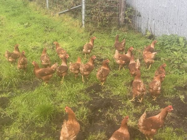 Free range laying hens - Main image