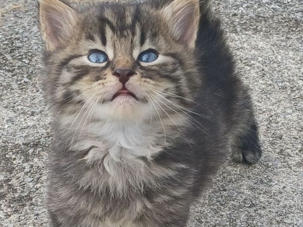 Beautiful fluffy playful kittens - Main image