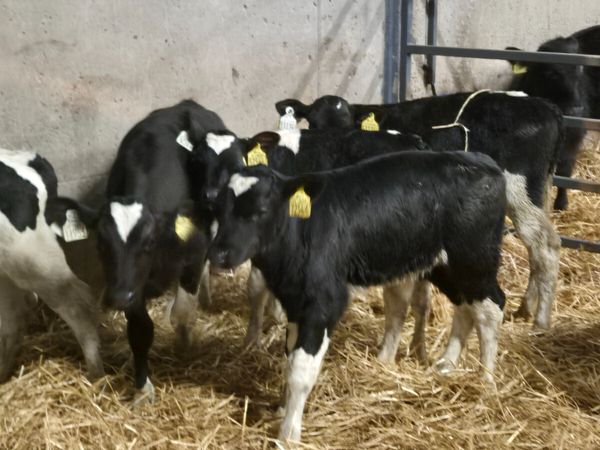 7 Friesian bull calves for sale - Main image