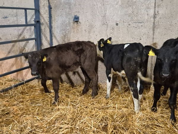 7 Colour Starter bull for sale - Main image