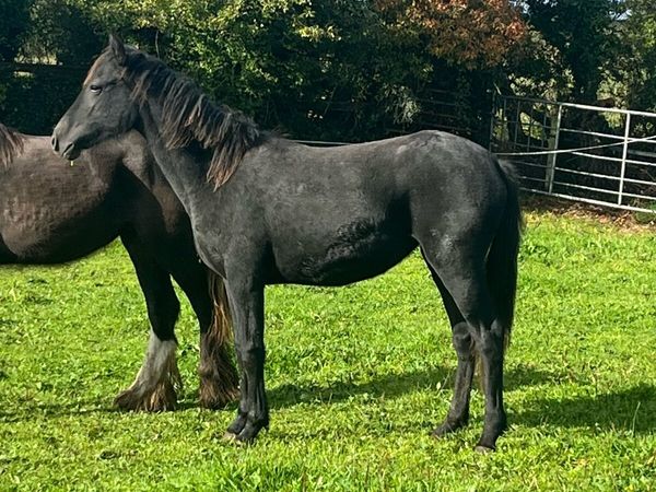 Registered Connemara filly - Main image