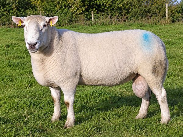 Cheviot Ram - Main image
