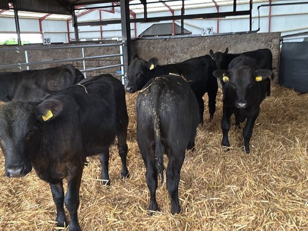 8 super 250 kg Angus bullocks - Main image