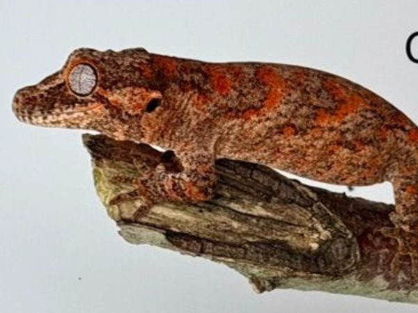High Red Gargoyle Gecko Hatchlings – Irish Bred - Main image