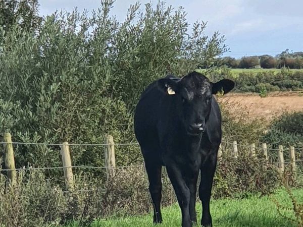 10 Heifers - Main image