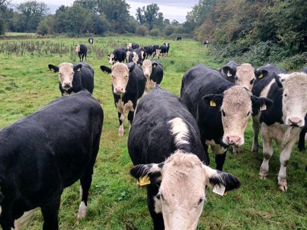 Bullocks - Main image