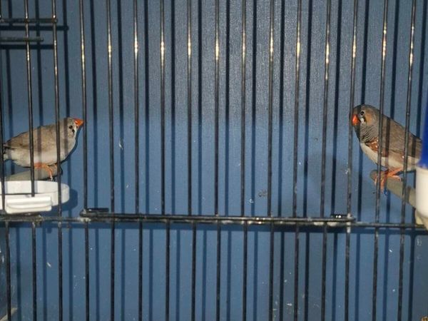 Zebra finches - Main image