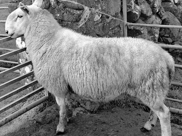 Cheviot Hoggett Ram - Main image