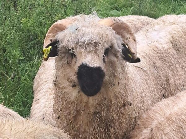 Ram lamb - Main image