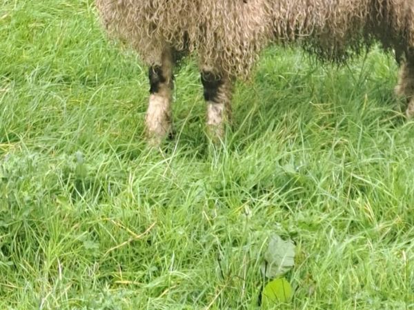 Ram lamb - Main image