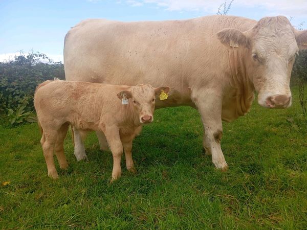 Heifer With Ai Limousine Bull Calf - Main image
