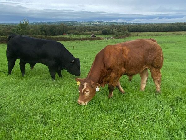 Weanling bulls - Main image