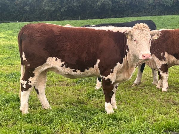 Hereford heifer - Main image