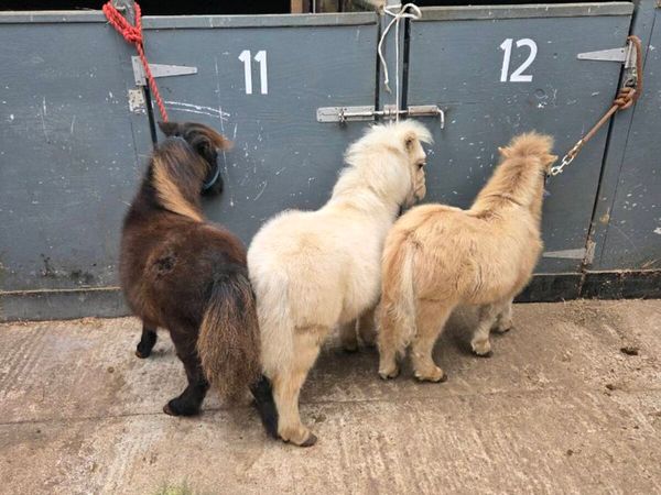 Miniature Foals - Main image