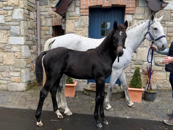 Filly Foal - Main image