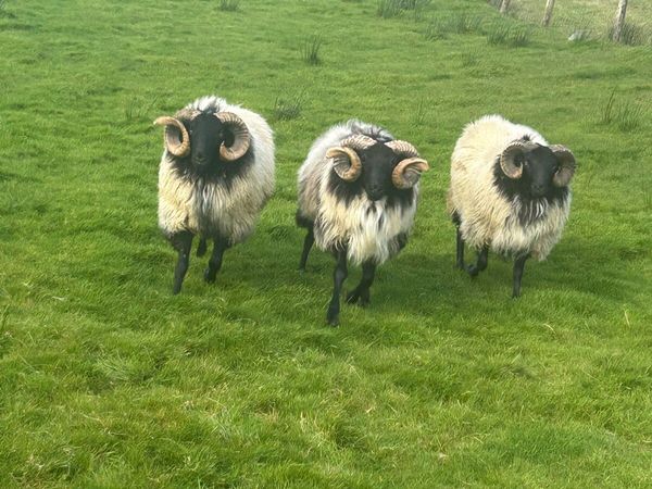 Hogget rams - Main image