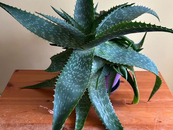 House plants - Main image