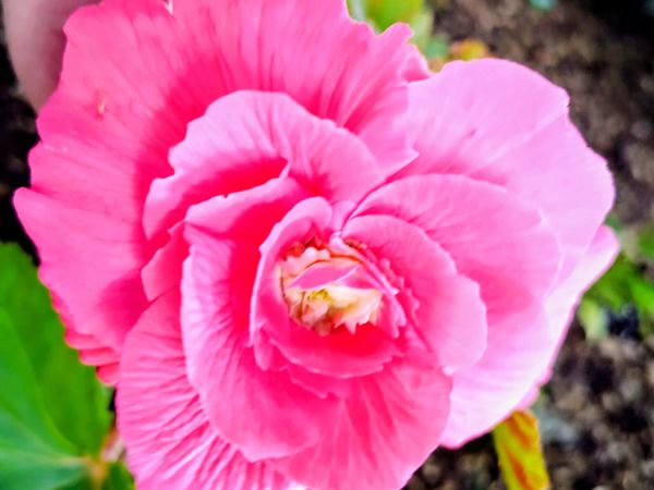 Begonia Grandiflora Pink - Main image