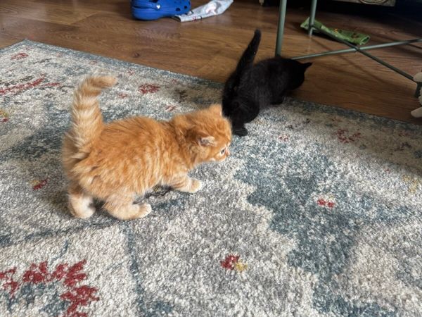 Fluffy kittens - Main image
