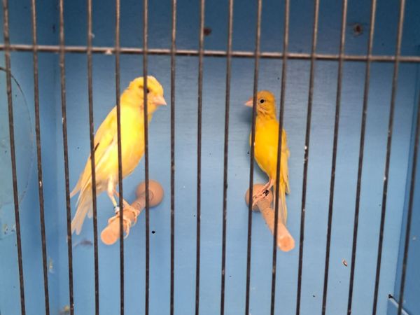 Birds for Sale. Aviary Clearance. - Main image
