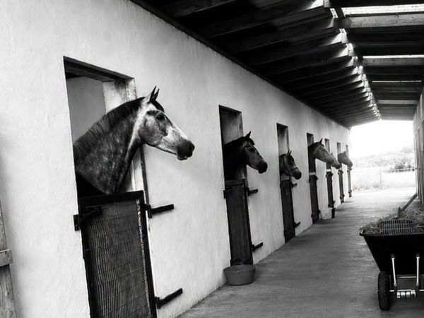 Stabled Winter livery/Show Production/Sales - Main image