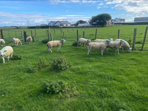 Texel Ewes - Main image