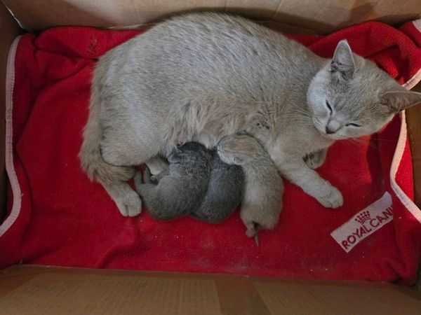 British shorthairs pedigree kittens - Main image